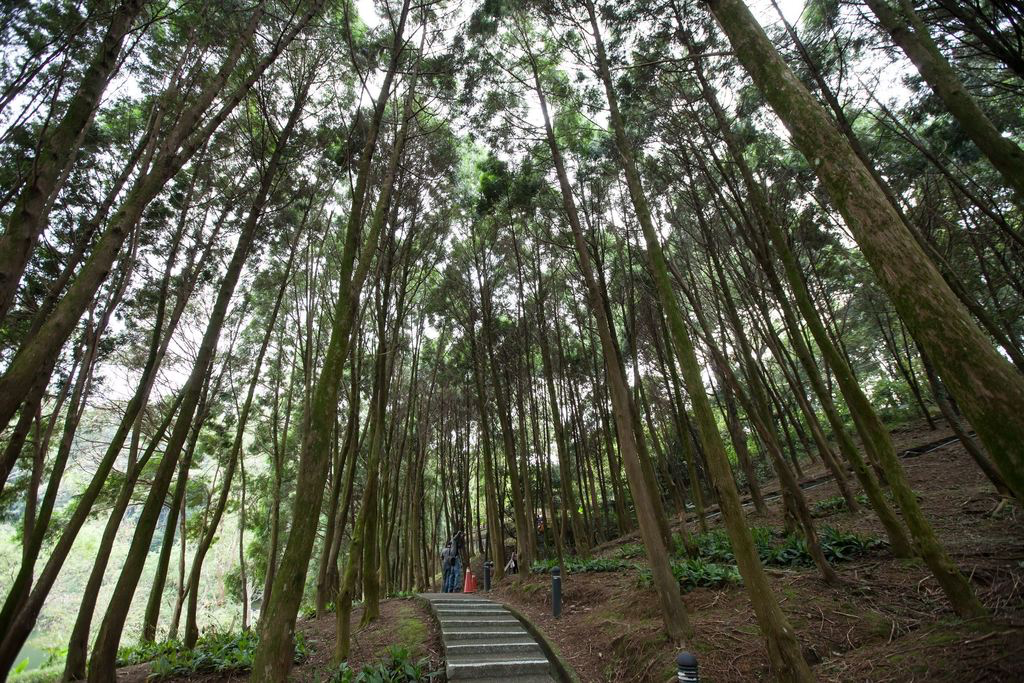 後慈湖秘境步道不只是一條山路！桃園大溪走進森林與湖景交織的靜謐秘境