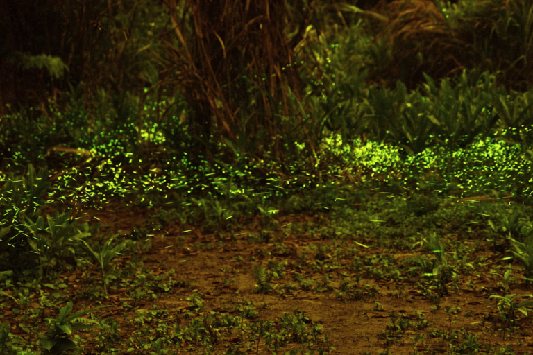 南投埔里最療癒秘境！桃米休閒農業區走進山村生態世界 賞蛙玩溪流還能體驗農村日常