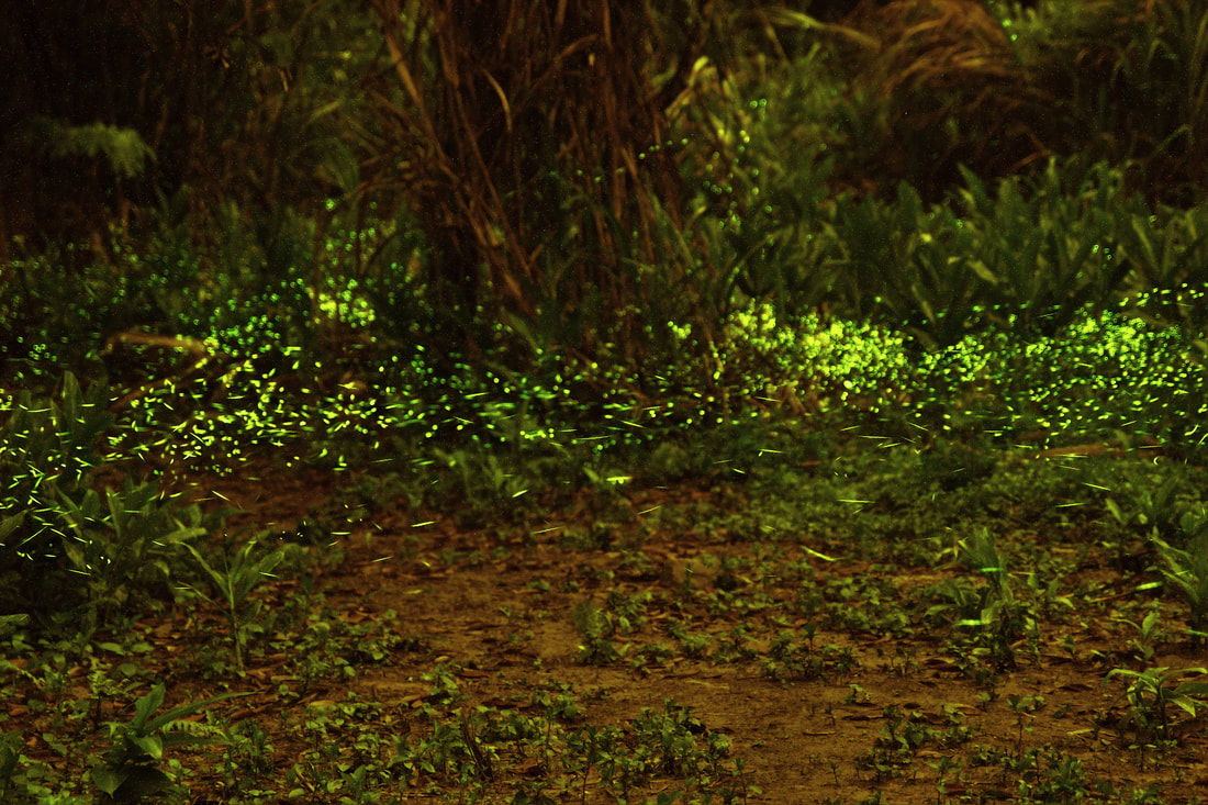 南投埔里最療癒秘境！桃米休閒農業區走進山村生態世界 賞蛙玩溪流還能體驗農村日常