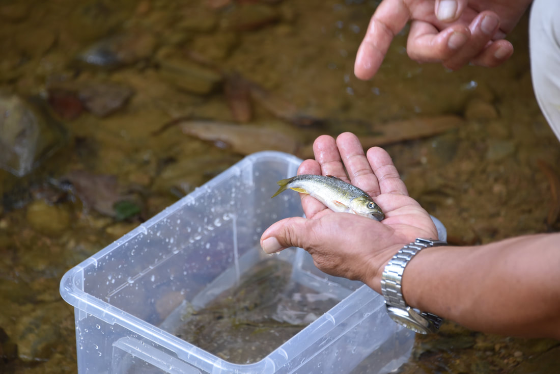 南投埔里最療癒秘境！桃米休閒農業區走進山村生態世界 賞蛙玩溪流還能體驗農村日常