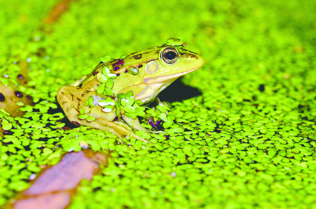 南投埔里最療癒秘境！桃米休閒農業區走進山村生態世界 賞蛙玩溪流還能體驗農村日常