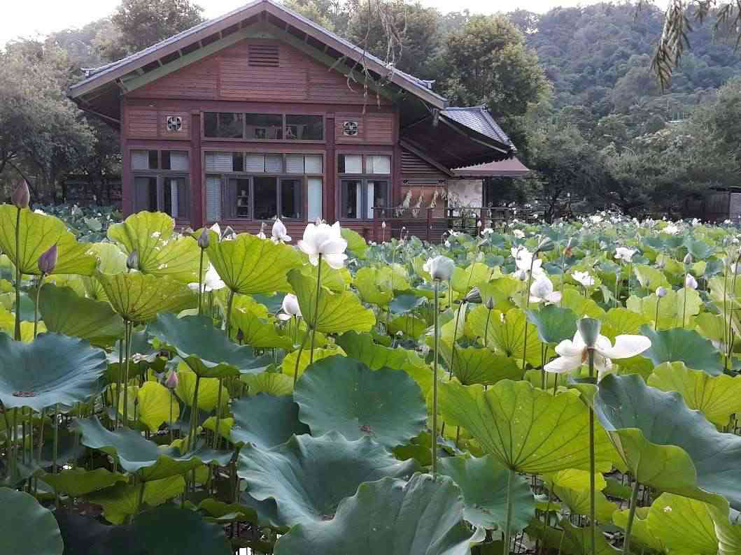桃米生態村慢旅行必訪！走進桃源客棧感受埔里山村魅力，生態體驗與療癒風景一次收進行程