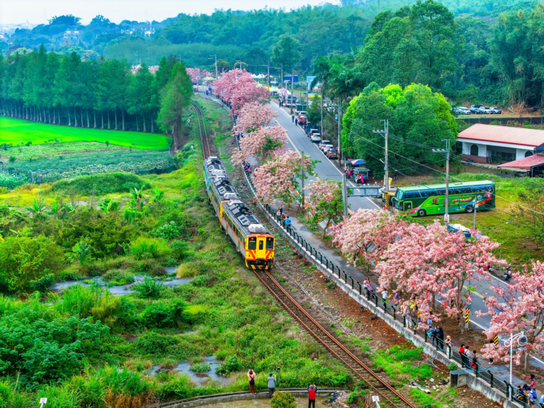 二水花旗木鐵道不只拍火車！走進彰化源泉段粉紅鐵道，從花海、集集線到慢遊小鎮一次收進春天行程