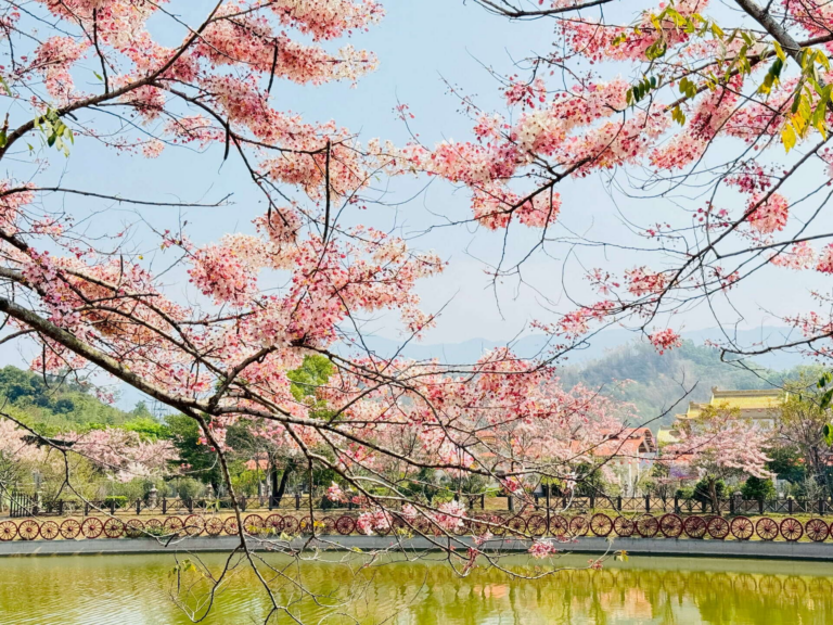 高雄六龜春季最夢幻限定!花旗木觀賞區粉紅大爆發 山城公路一路美到像下起粉紅雨