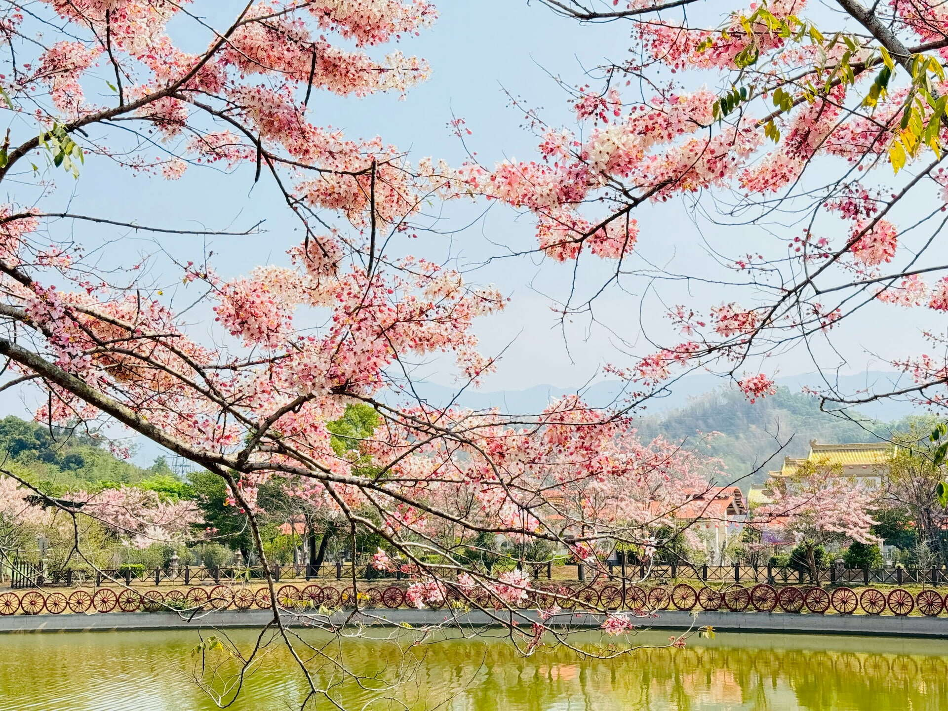 高雄六龜春季最夢幻限定！花旗木觀賞區粉紅大爆發 山城公路一路美到像下起粉紅雨