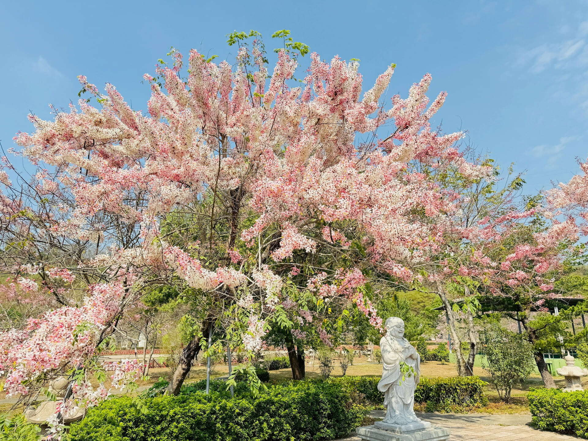 高雄六龜春季最夢幻限定！花旗木觀賞區粉紅大爆發 山城公路一路美到像下起粉紅雨