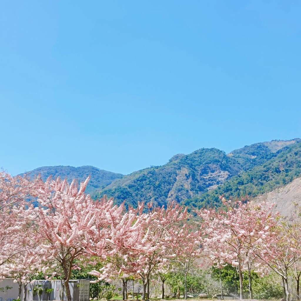 高雄六龜春季最夢幻限定！花旗木觀賞區粉紅大爆發 山城公路一路美到像下起粉紅雨