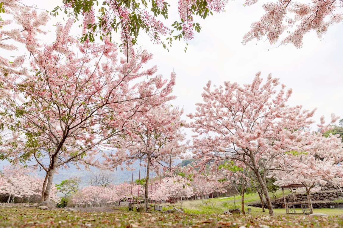 高雄六龜春季最夢幻限定！花旗木觀賞區粉紅大爆發 山城公路一路美到像下起粉紅雨