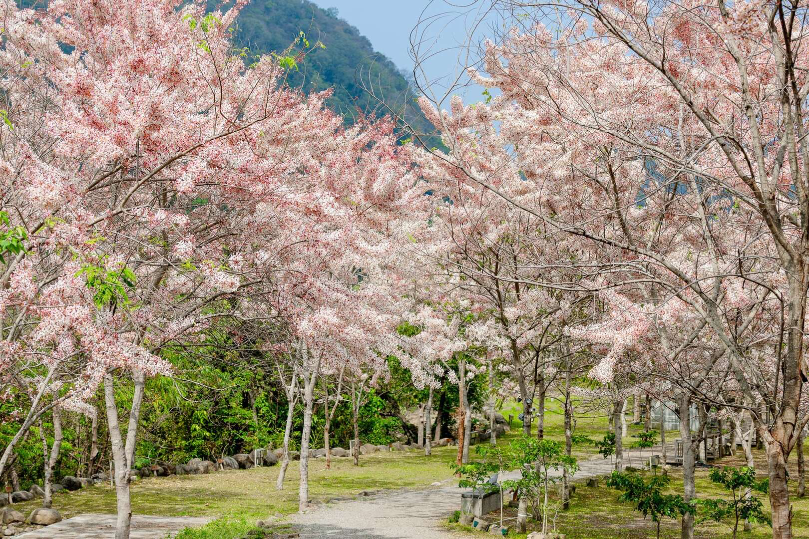 高雄六龜春季最夢幻限定！花旗木觀賞區粉紅大爆發 山城公路一路美到像下起粉紅雨