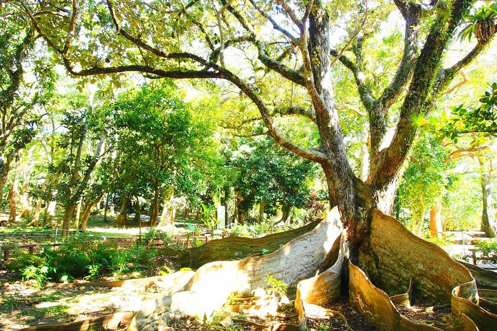 墾丁不只有海!墾丁國家森林遊樂區走進熱帶森林秘境 一次收進步道、巨木與觀海視野