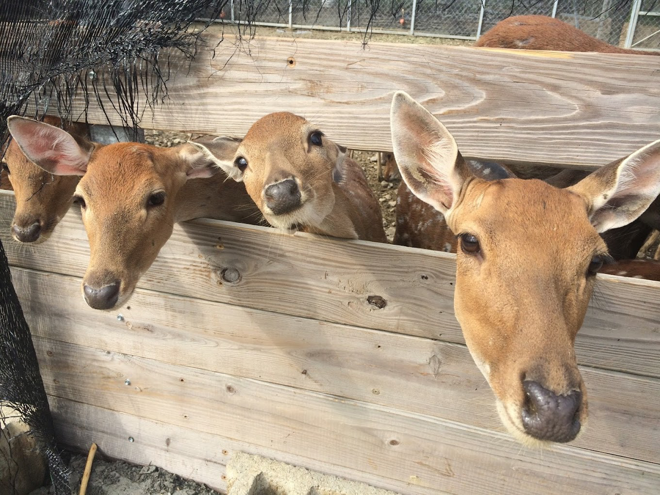 鹿境梅花鹿生態園區不只可愛！墾丁超人氣療癒景點，近距離餵鹿、水豚互動一次滿足