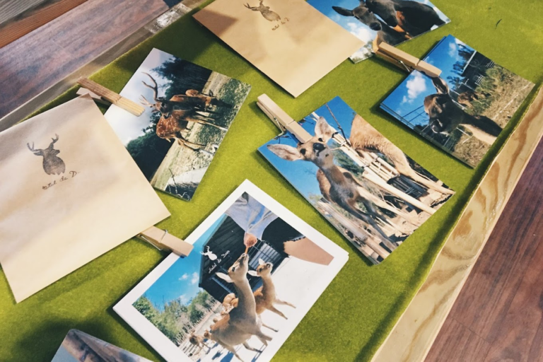 鹿境梅花鹿生態園區不只可愛！墾丁超人氣療癒景點，近距離餵鹿、水豚互動一次滿足