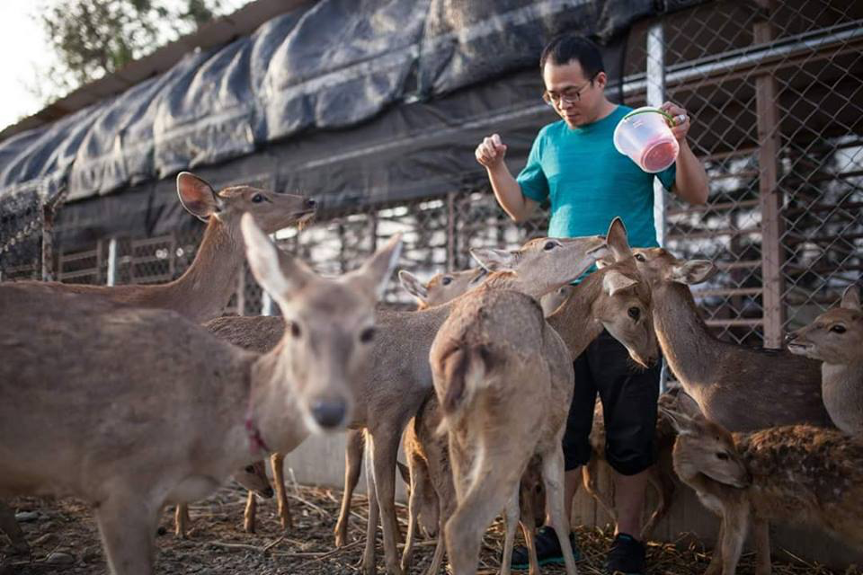 鹿境梅花鹿生態園區不只可愛！墾丁超人氣療癒景點，近距離餵鹿、水豚互動一次滿足