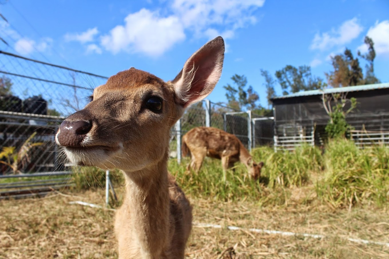 鹿境梅花鹿生態園區不只可愛！墾丁超人氣療癒景點，近距離餵鹿、水豚互動一次滿足