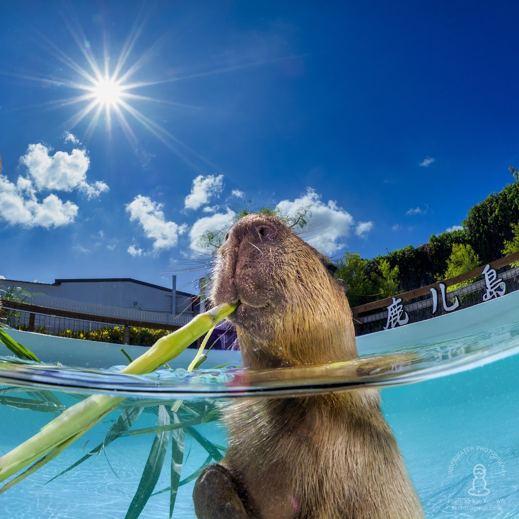 墾丁超療癒親子景點！鹿ㄦ島水豚生態園區近距離餵水豚 還能解鎖超萌互動畫面