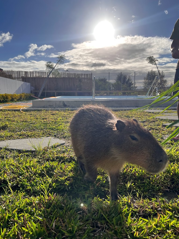 墾丁超療癒親子景點！鹿ㄦ島水豚生態園區近距離餵水豚 還能解鎖超萌互動畫面
