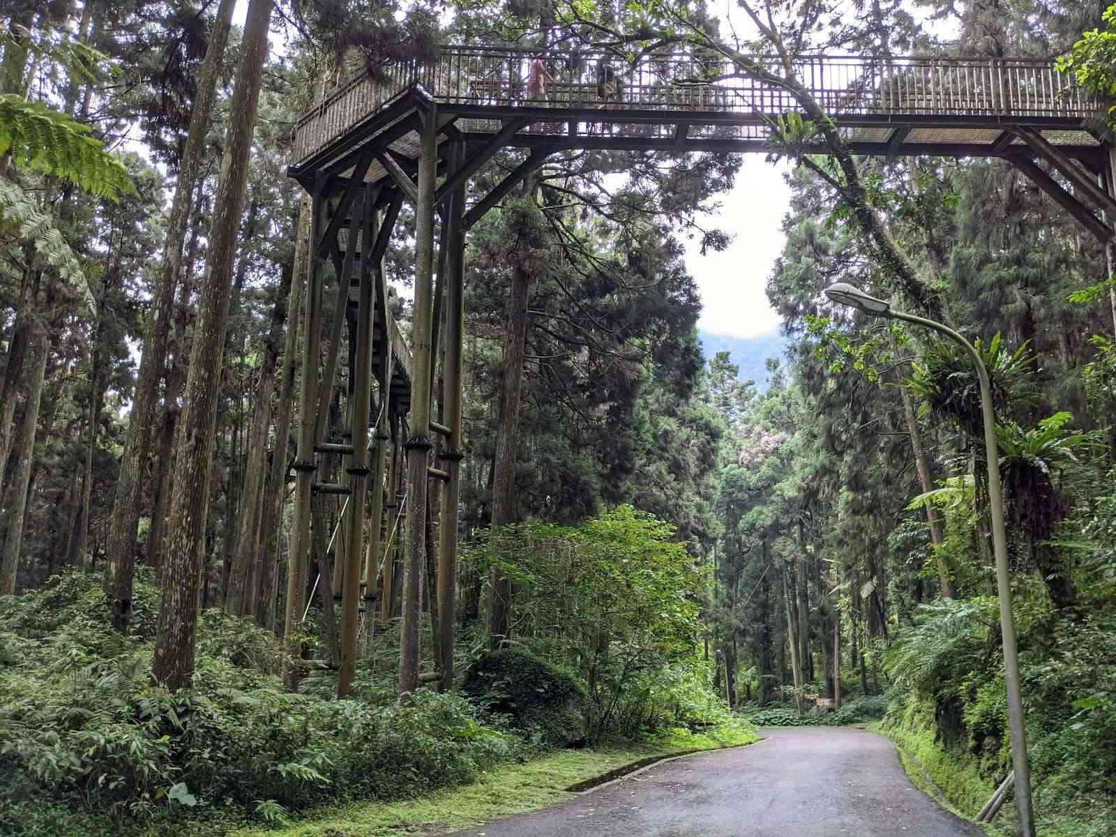 當陽光穿過溪頭森林遊樂區的樹梢，光影落在步道，讓整片森林變得溫柔