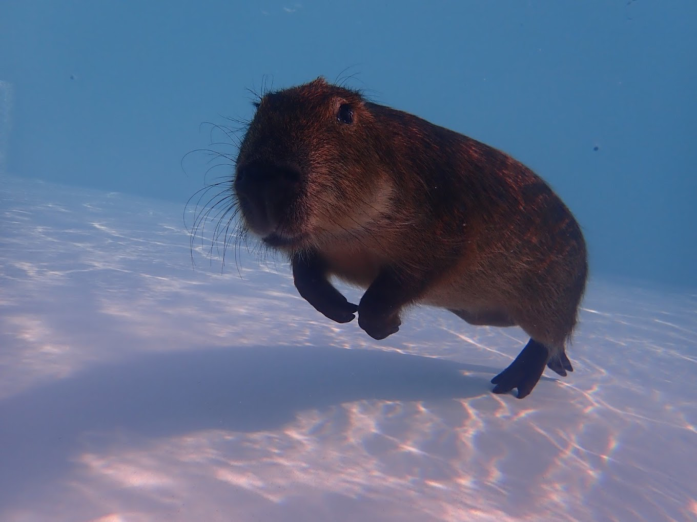 墾丁超療癒親子景點！鹿ㄦ島水豚生態園區近距離餵水豚 還能解鎖超萌互動畫面