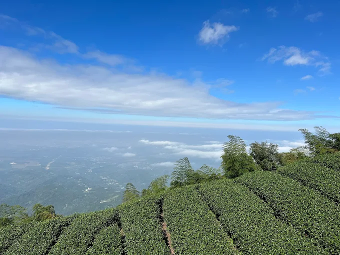 從嘉義梅山梨子腳山一路往上走進茶園深處，在微風與光影之間，山的輪廓慢慢浮現