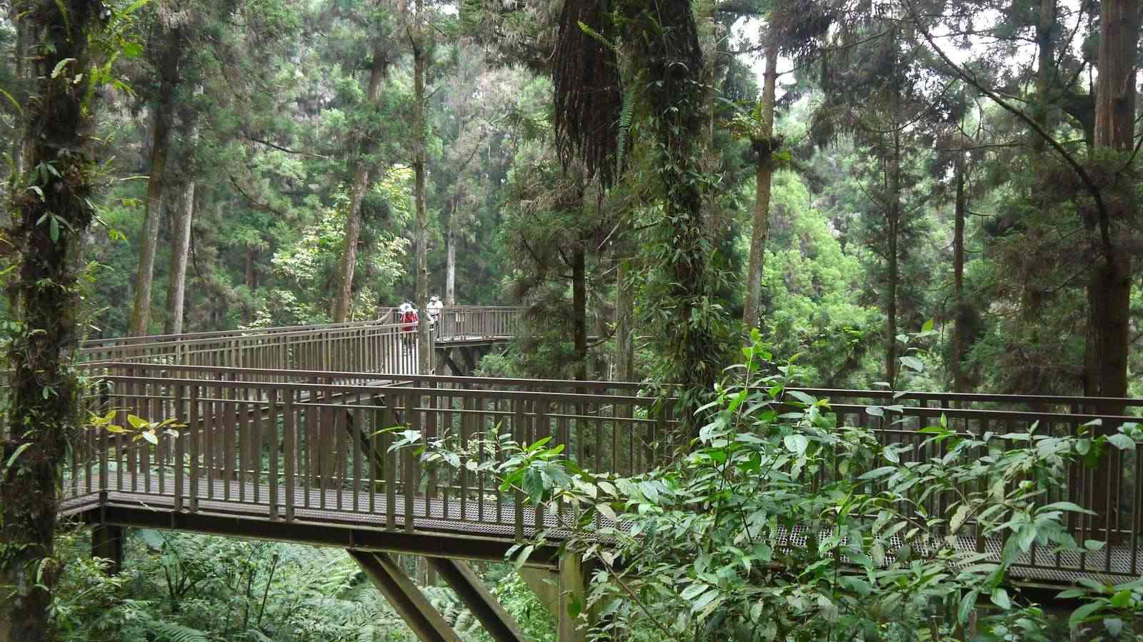 當陽光穿過溪頭森林遊樂區的樹梢，光影落在步道，讓整片森林變得溫柔