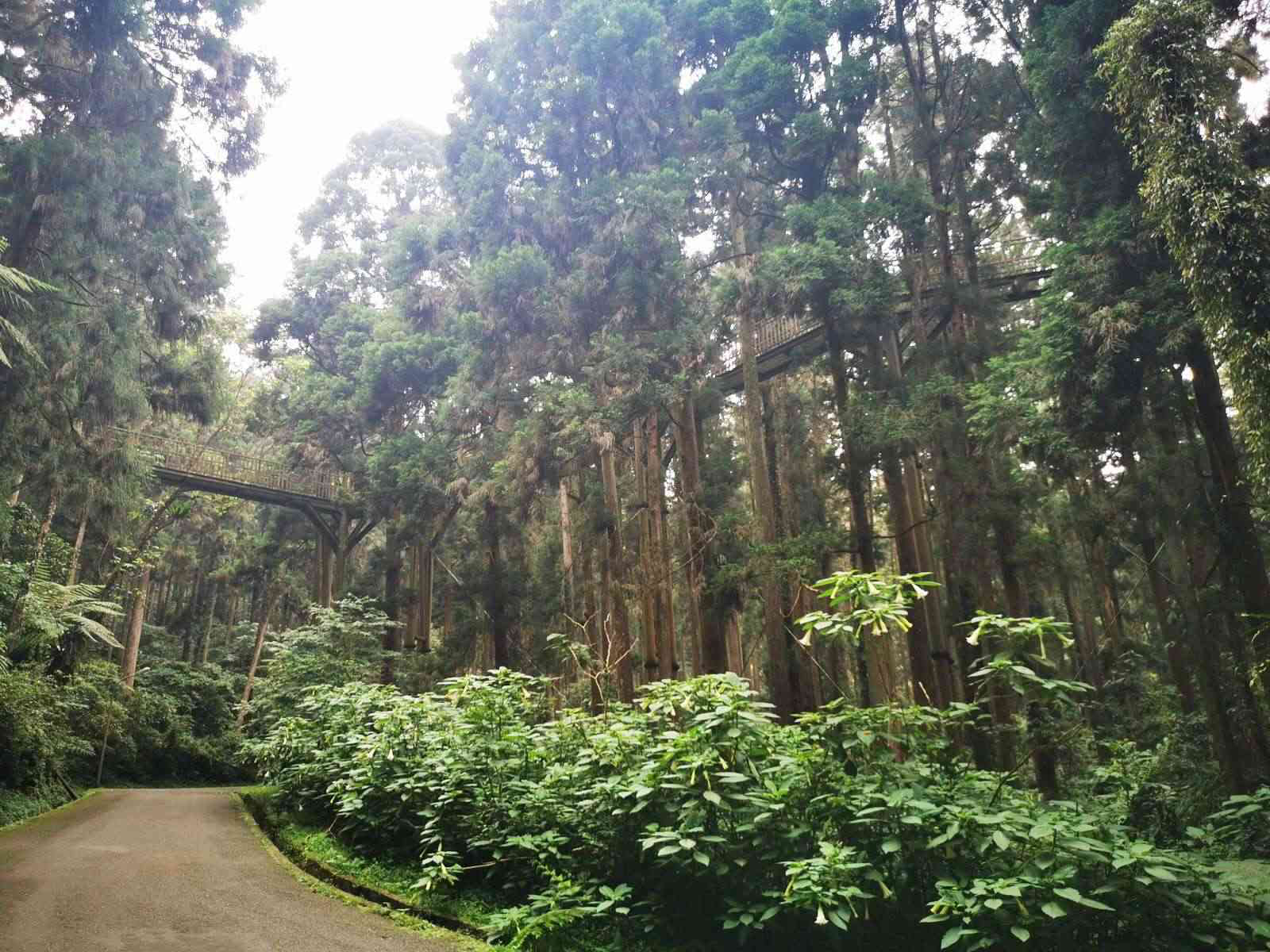 當陽光穿過溪頭森林遊樂區的樹梢，光影落在步道，讓整片森林變得溫柔