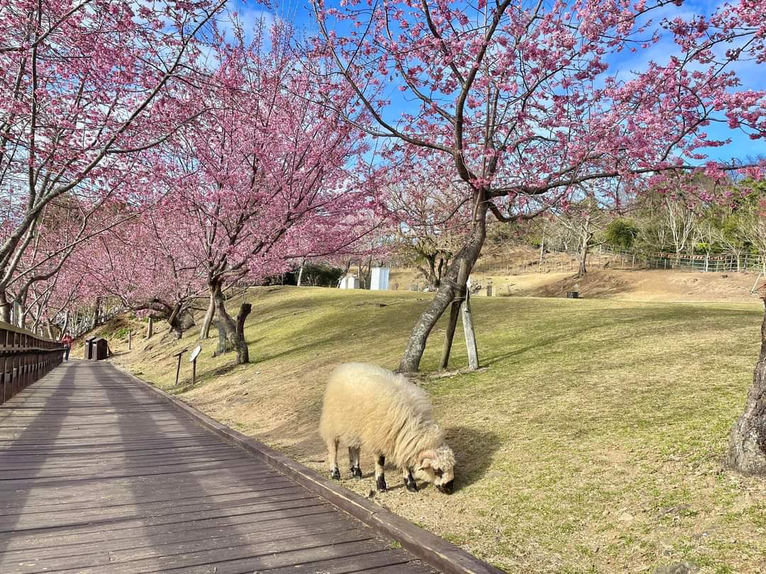 當雲霧覆蓋清境農場的山坡與草地，光與風交織的瞬間，讓旅途變得柔和