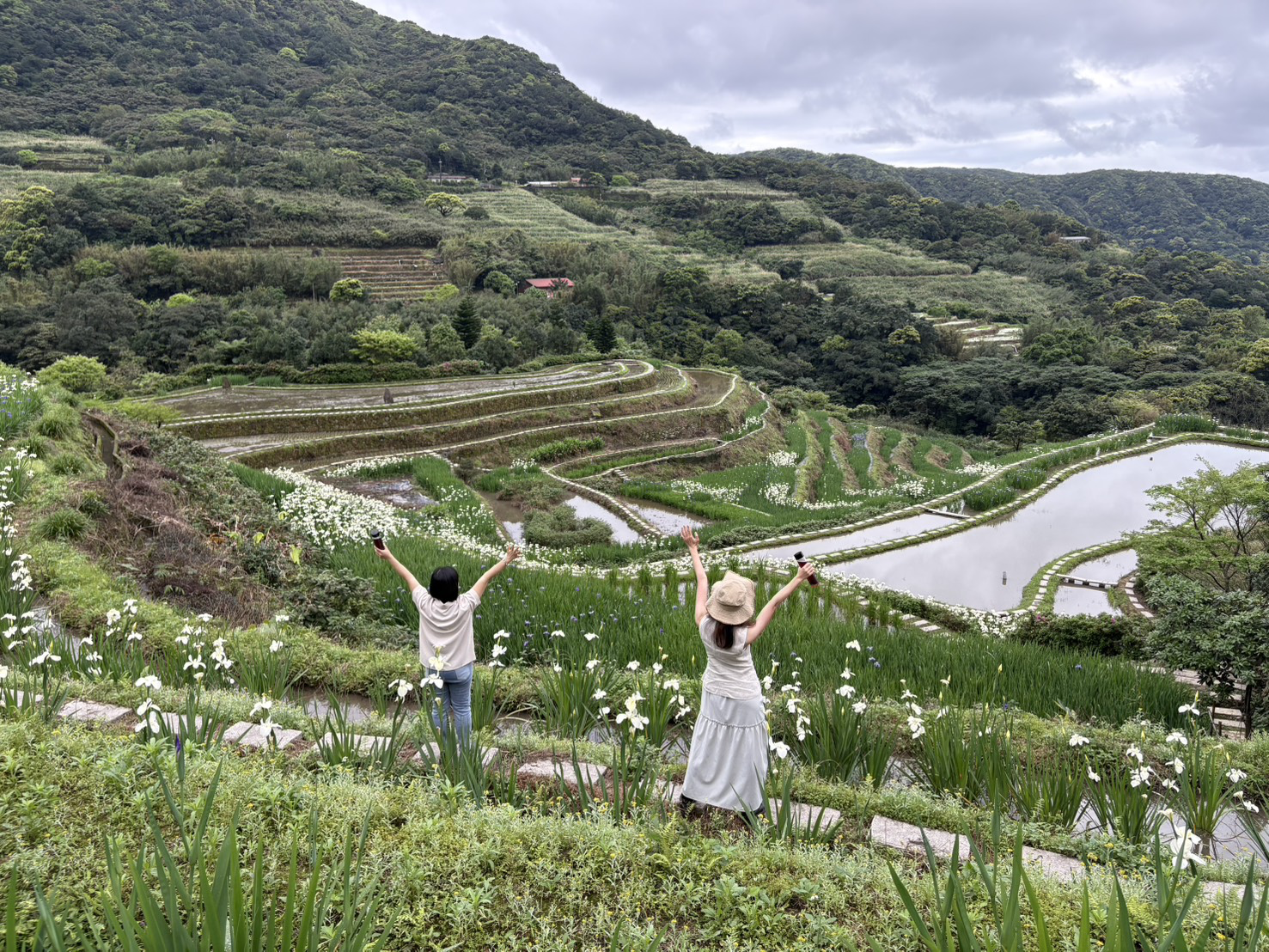 新北石門春季最美風景!嵩山百年梯田鳶尾花盛開 宛如走進山海版莫內花園