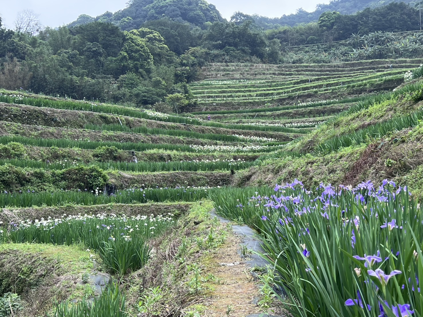 新北石門春季最美風景！嵩山百年梯田鳶尾花盛開 宛如走進山海版莫內花園