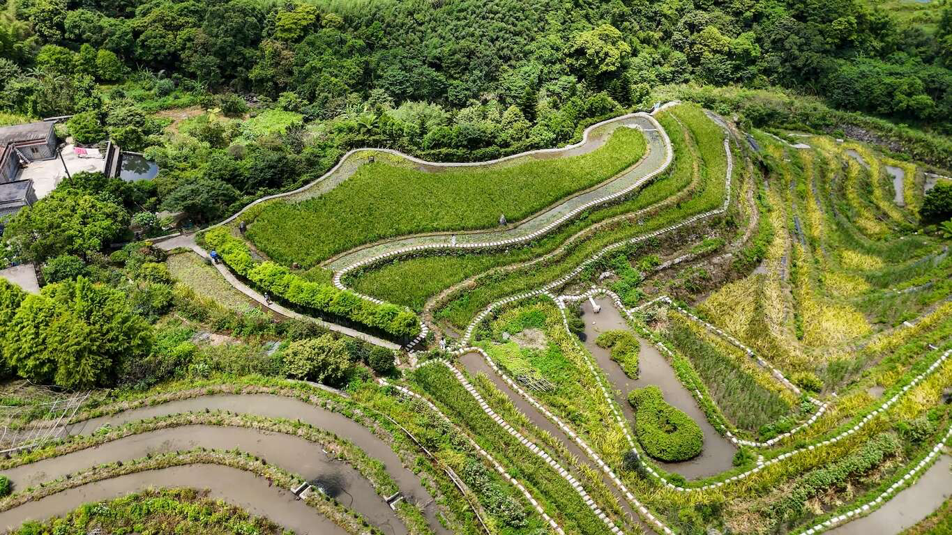 新北石門春季最美風景!嵩山百年梯田鳶尾花盛開 宛如走進山海版莫內花園
