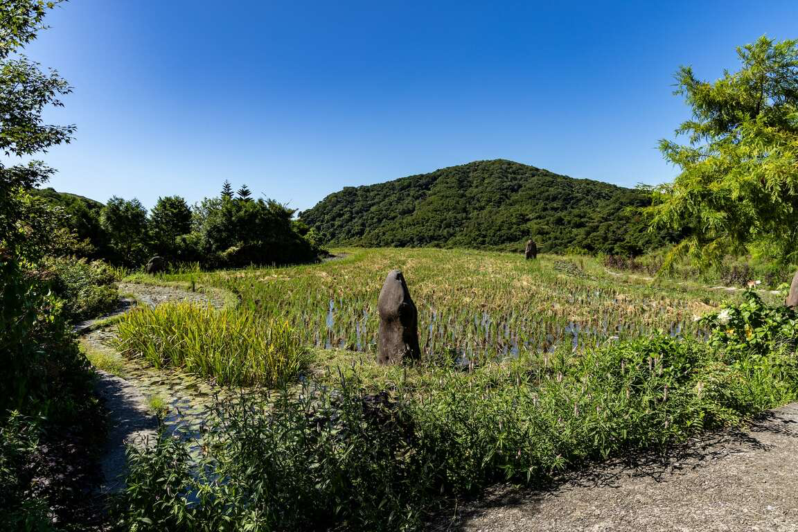 新北石門春季最美風景!嵩山百年梯田鳶尾花盛開 宛如走進山海版莫內花園