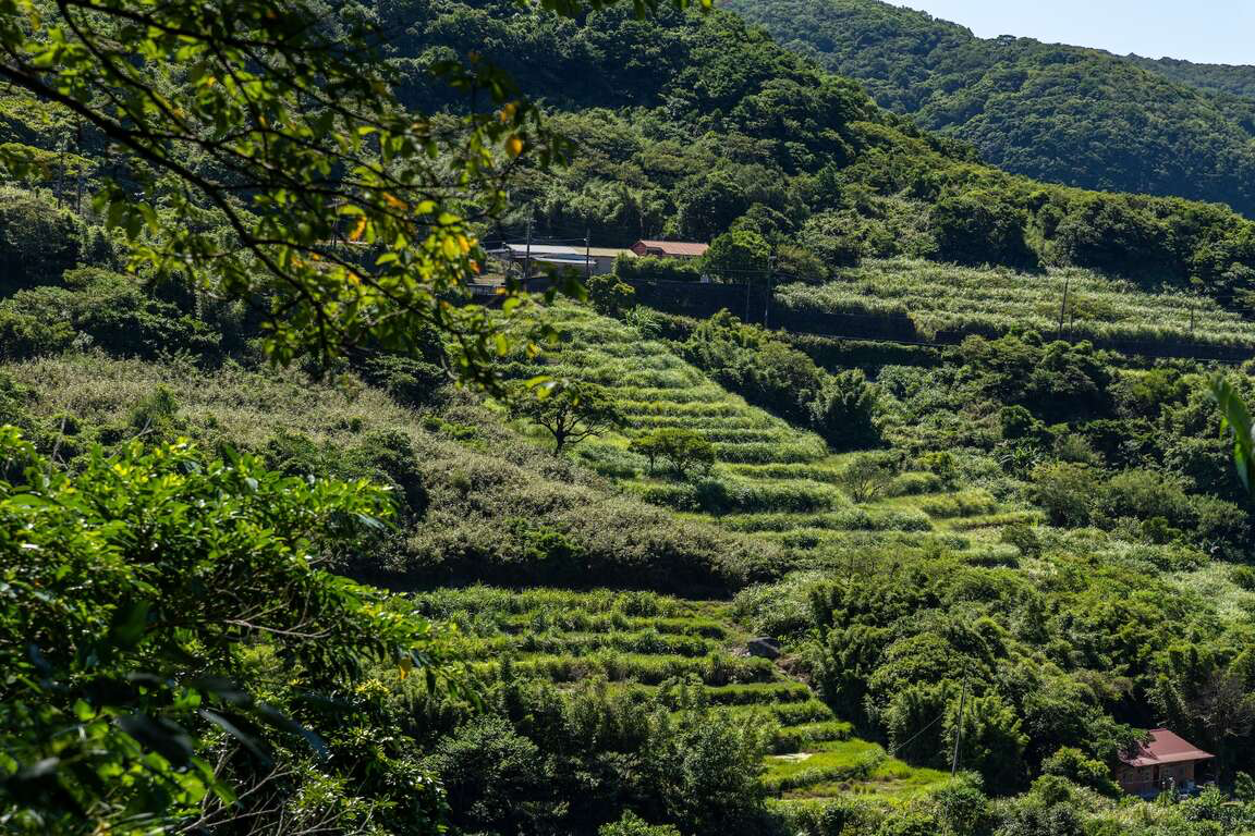 新北石門春季最美風景!嵩山百年梯田鳶尾花盛開 宛如走進山海版莫內花園