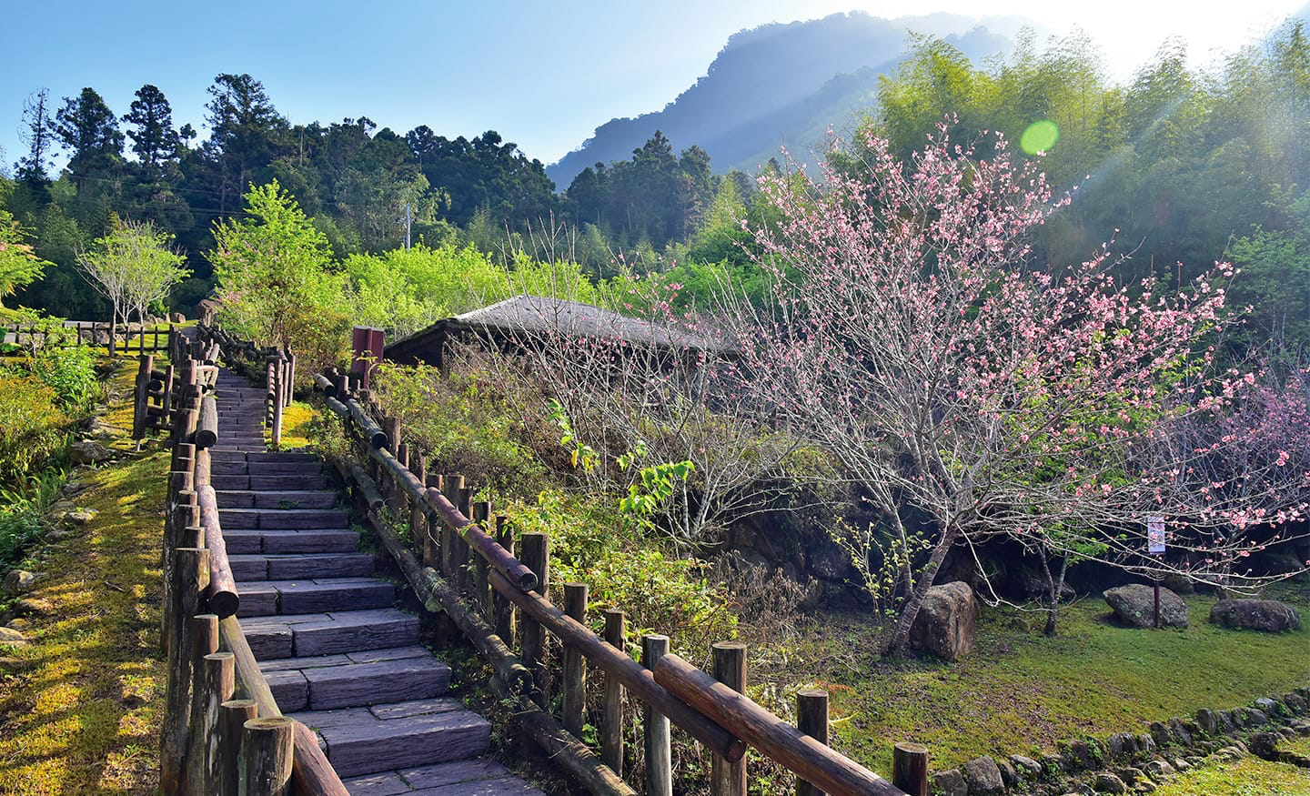 走進阿里山最療癒的森林風景！阿里山步道把巨木、雲霧與山林靜謐一次收藏