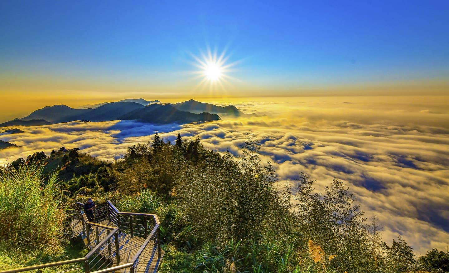 走進阿里山最療癒的森林風景！阿里山步道把巨木、雲霧與山林靜謐一次收藏