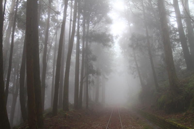 阿里山水山巨木像走進千年森林秘境！沿舊鐵道漫步 森林深處遇見震撼紅檜巨木
