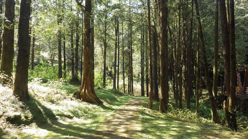 阿里山水山巨木像走進千年森林秘境！沿舊鐵道漫步 森林深處遇見震撼紅檜巨木