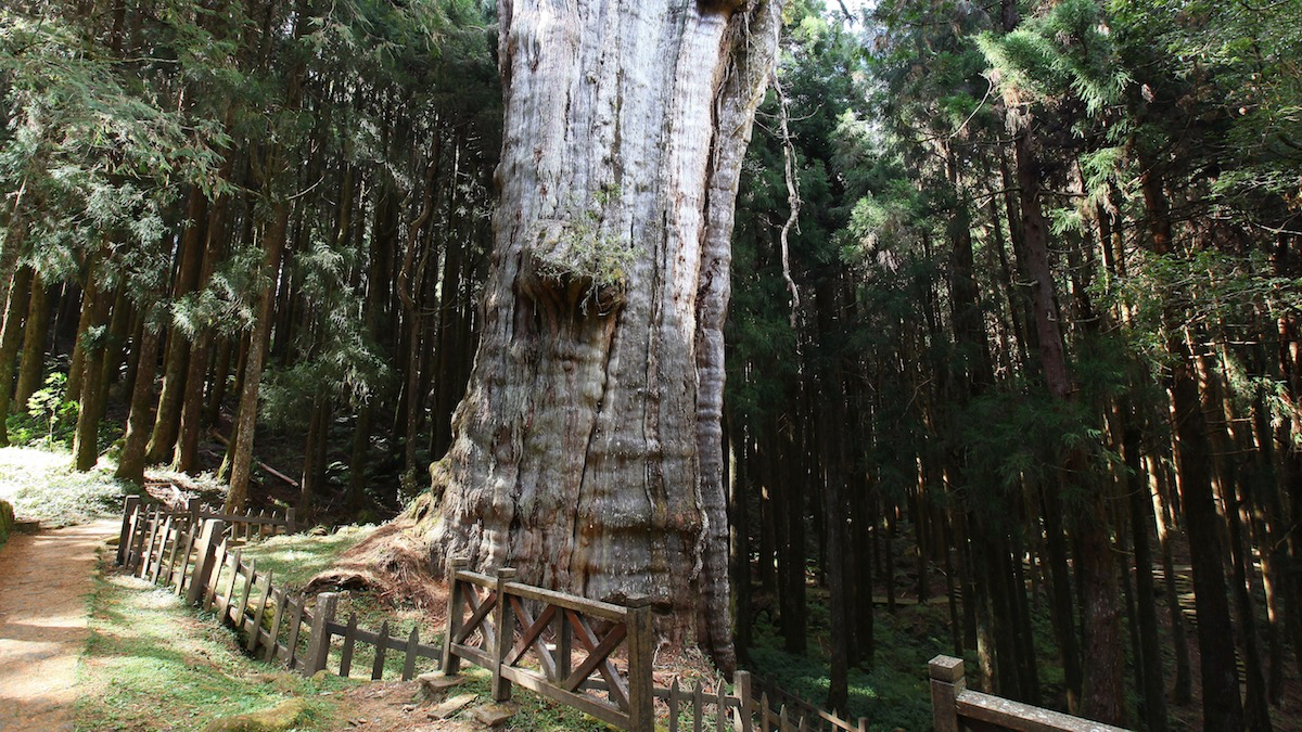 阿里山水山巨木像走進千年森林秘境！沿舊鐵道漫步 森林深處遇見震撼紅檜巨木