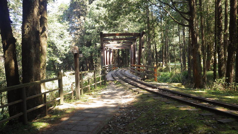 阿里山水山巨木像走進千年森林秘境！沿舊鐵道漫步 森林深處遇見震撼紅檜巨木