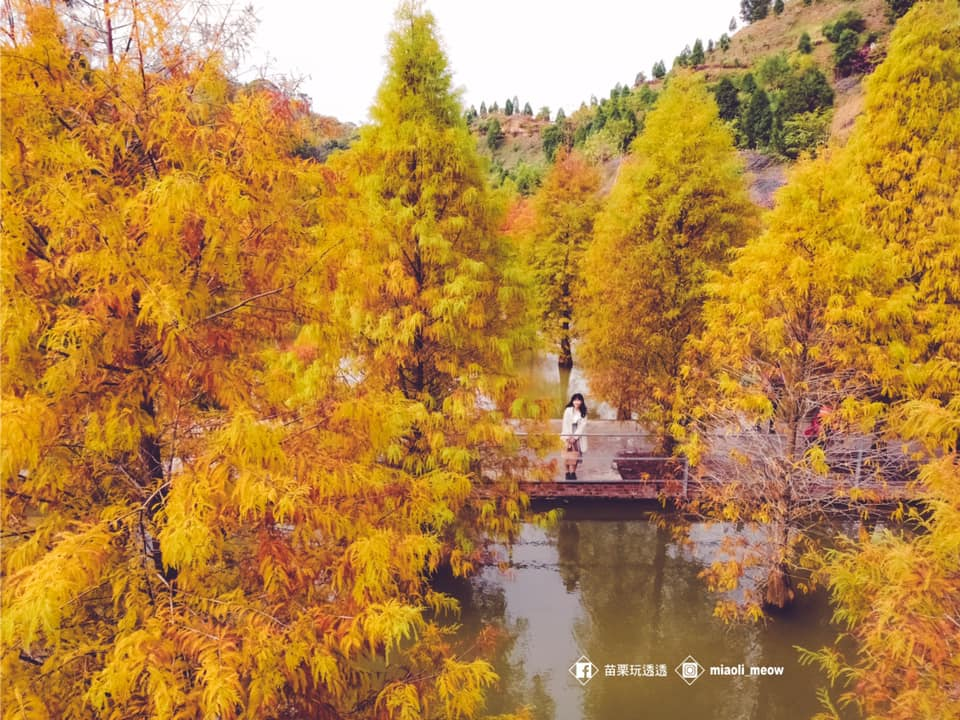 苗栗一日遊走得剛剛好,這條從茶園到海岸的路線會讓人想停下來