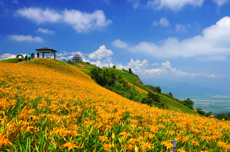 六十石山金針花海美到像鋪滿山谷的黃金地毯!花蓮最夢幻夏末限定景色 一眼看盡花東縱谷療癒風光