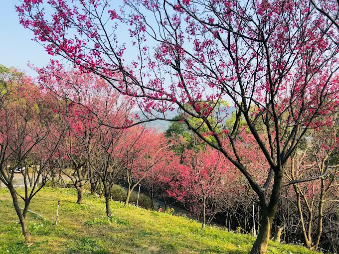 沿著桃園龜山一日遊路線走一天，從室內故事走到戶外山風剛好不急
