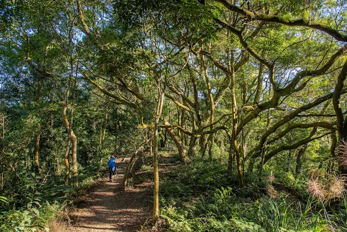 把一天交給苗栗古道慢慢走，從樹影到稜線之間剛好串起七條山林風景