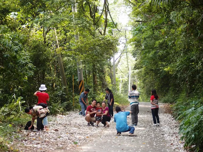 午後走進苗栗三義外庄山桐花林道，舊山線旁的白色花道靜靜延伸開來