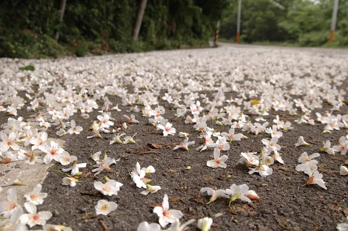 午後走進苗栗三義外庄山桐花林道，舊山線旁的白色花道靜靜延伸開來