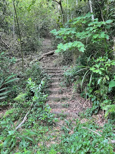 午後走進苗栗三義外庄山桐花林道，舊山線旁的白色花道靜靜延伸開來