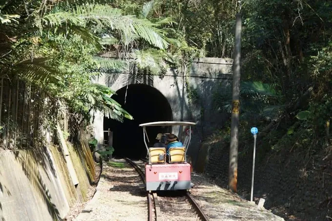 午後走進苗栗三義外庄山桐花林道，舊山線旁的白色花道靜靜延伸開來