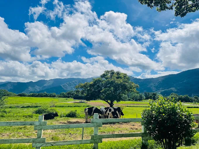 把一天留給台東初鹿牧場和孩子一起慢慢走，在草地與微風裡剛剛好