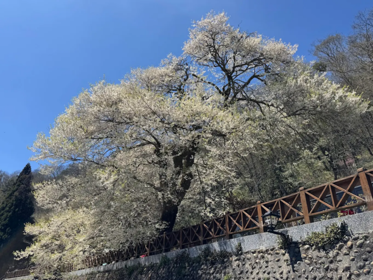霧社櫻王不是粉紅花海那一種浪漫，整樹雪白炸開的瞬間，才是讓人想專程上山的理由