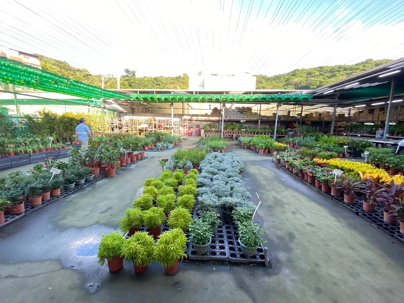 三峽花市不是只有買盆栽而已，從大片植栽、園藝挖寶到順遊老街，才是很多人一逛就停不下來的理由