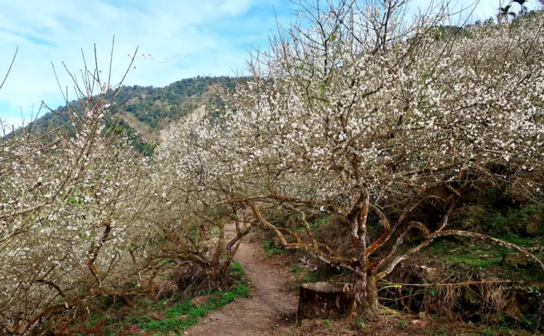 梅嶺風景區不只賞梅!春天追螢火蟲、走步道、吃梅子雞,台南楠西這樣玩最剛好