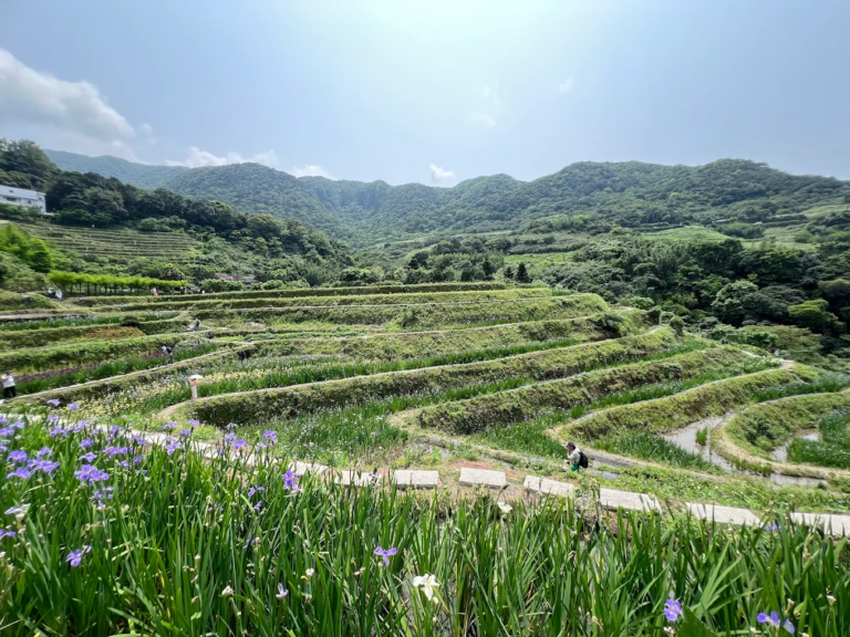 石門嵩山梯田不只賞花！走進嵩山社區百年石砌梯田，春天看鳶尾花、初夏拍千層綠意